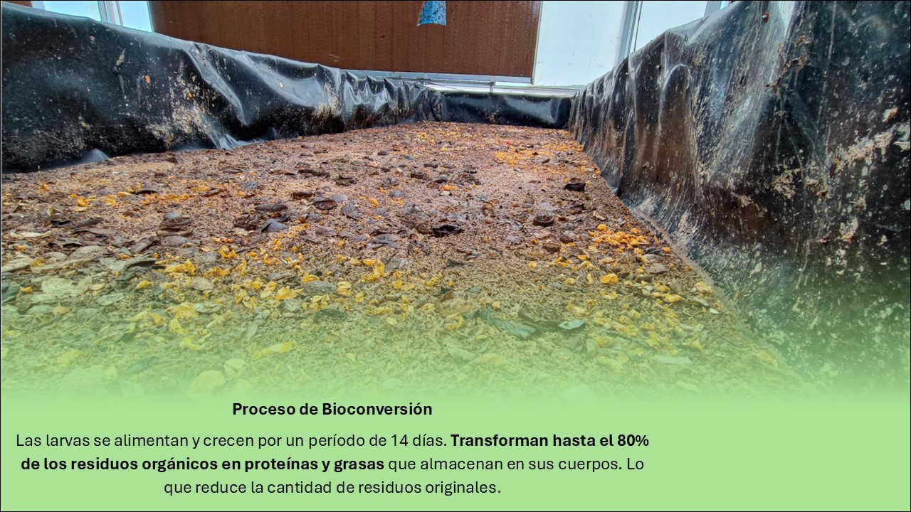 proceso4